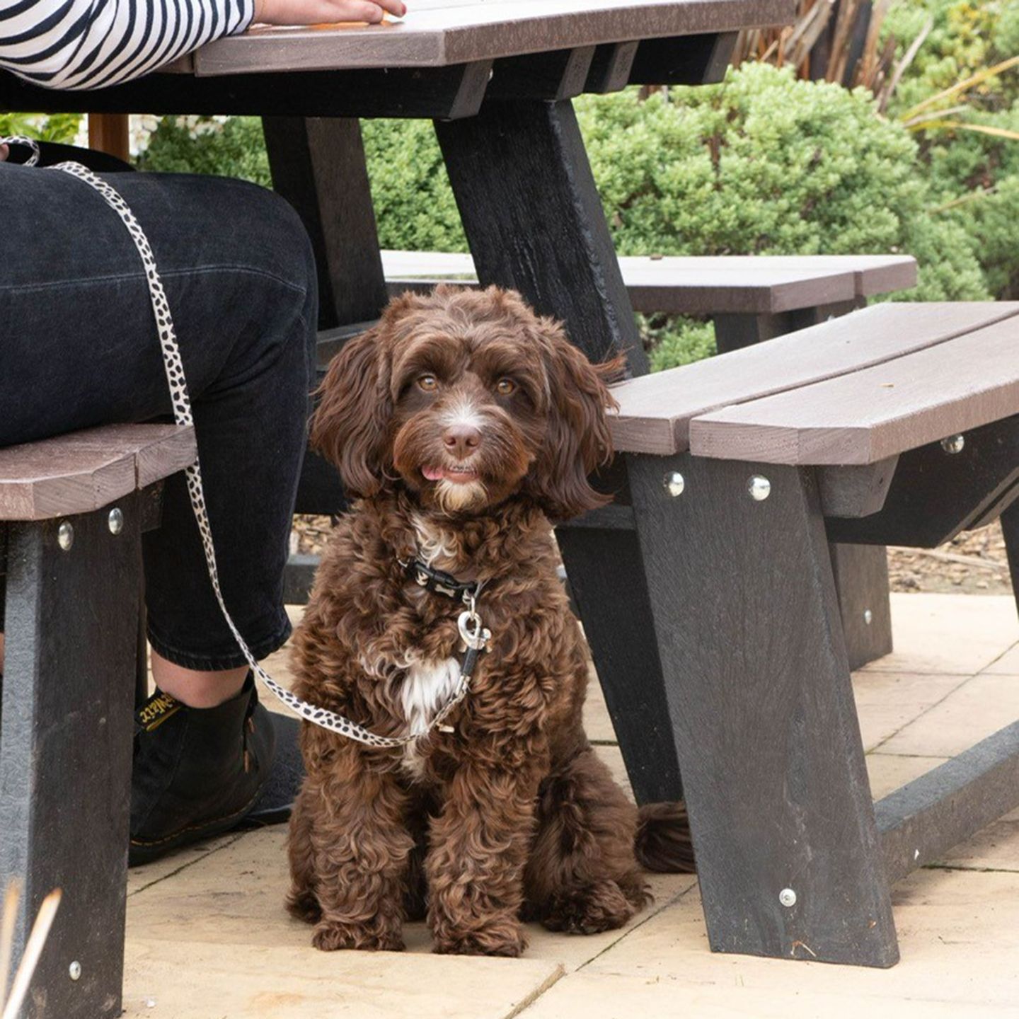 Your local dog friendly pub in Wrexham